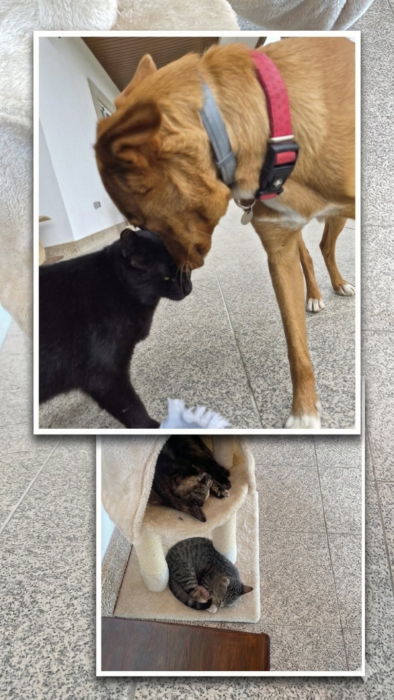 Estrela, Bella & Sorte